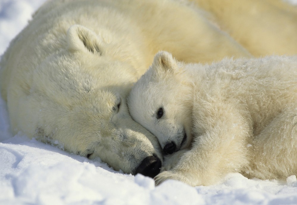 1-605 Фотообои Komar "Polar Bears"